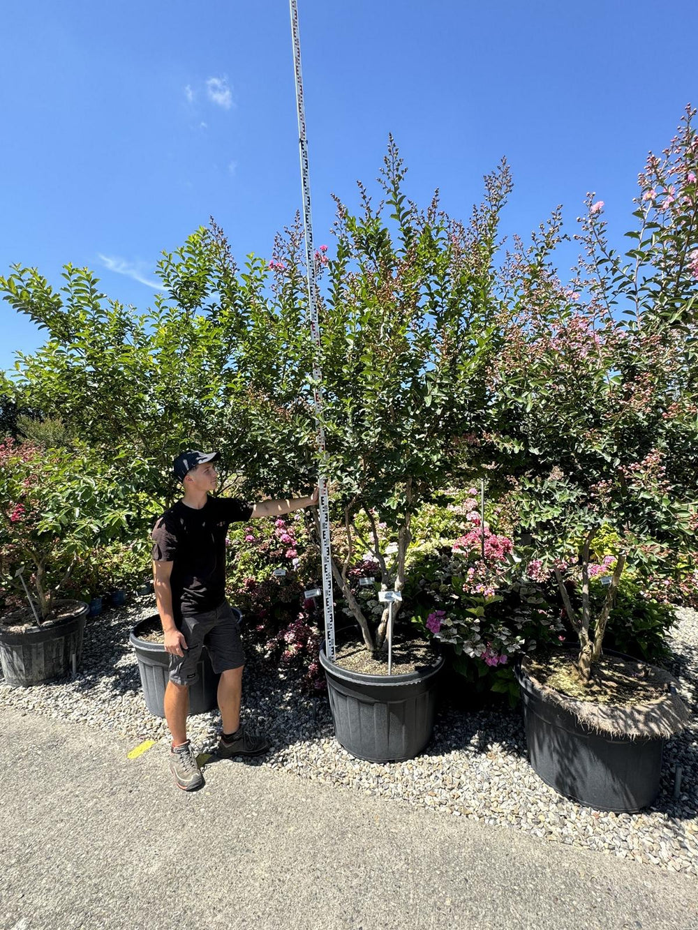 Lagerstroemia indica 'Saint-Emilion'