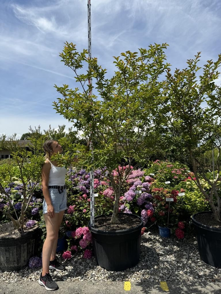 Lagerstroemia indica 'Muskogee'