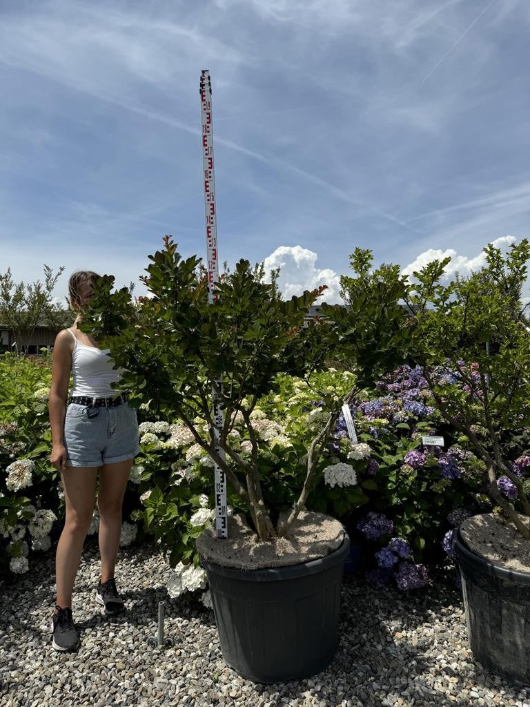 Lagerstroemia indica 'Perigord Pourpre'