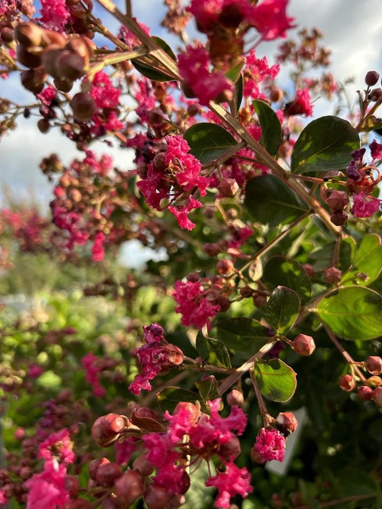 Lagerstroemia indica 'Perigord Pourpre'