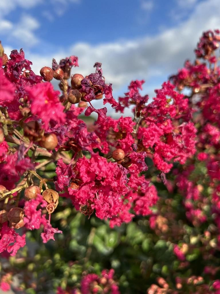 Lagerstroemia indica 'Perigord Pourpre'