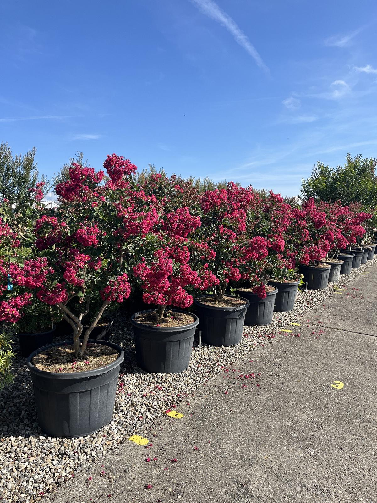 Lagerstroemia indica 'Perigord Pourpre'