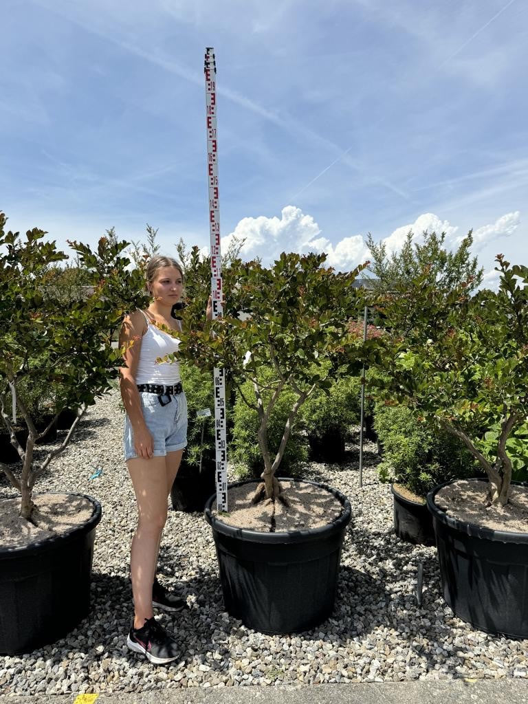 Lagerstroemia indica 'Perigord Pourpre'