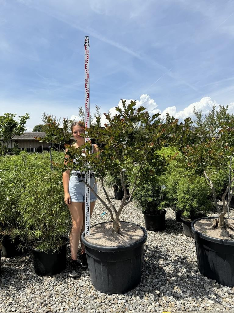 Lagerstroemia indica 'Perigord Pourpre'