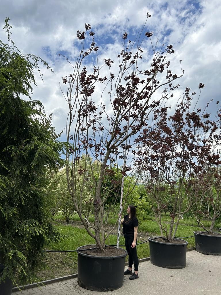 Cotinus 'Grace'