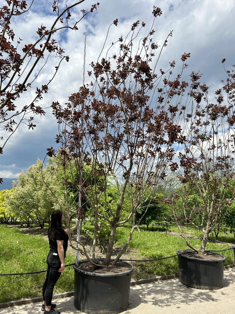 Cotinus 'Grace'