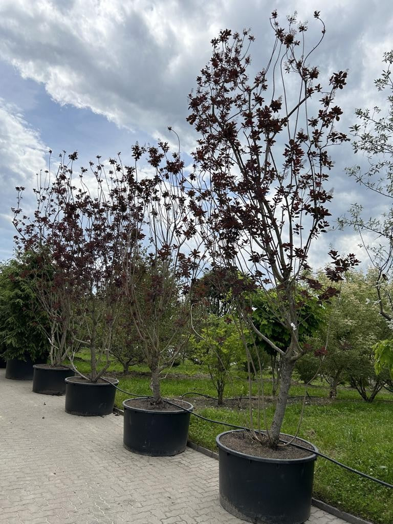 Cotinus 'Grace'