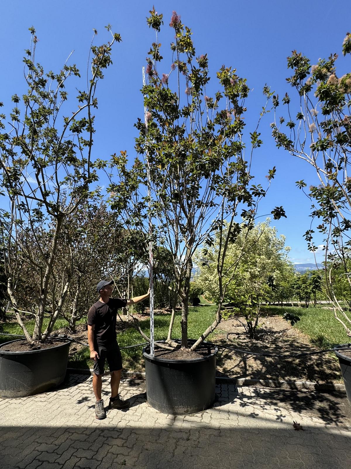 Cotinus 'Grace'