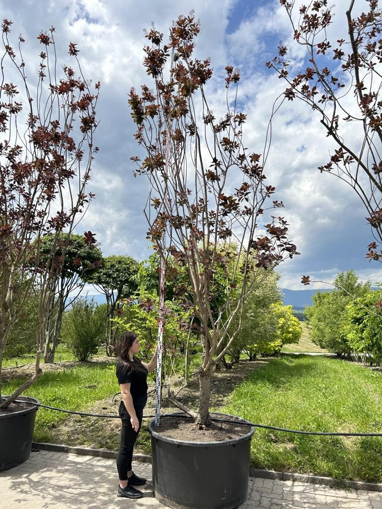 Cotinus 'Grace'