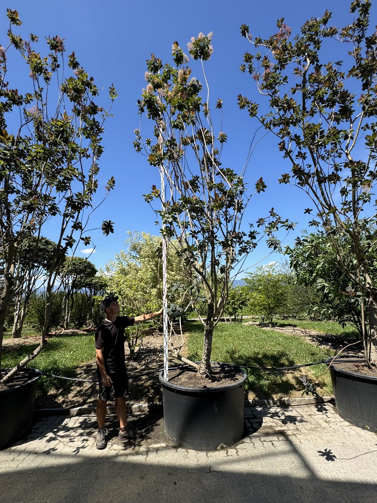 Cotinus 'Grace'