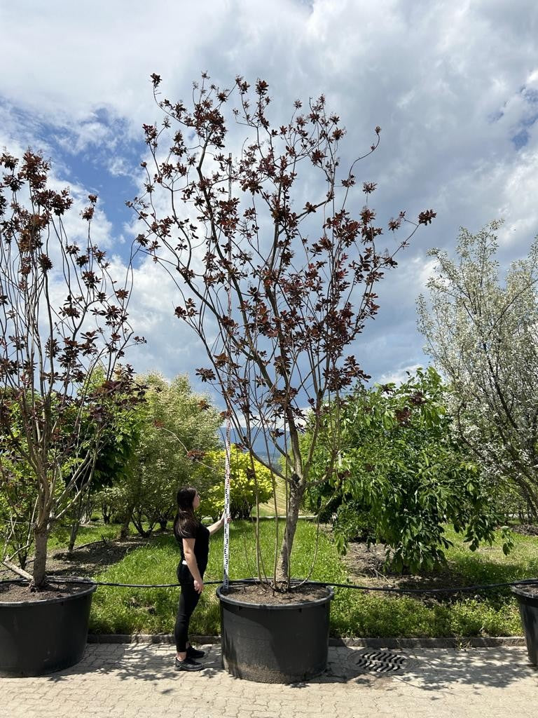 Cotinus 'Grace'