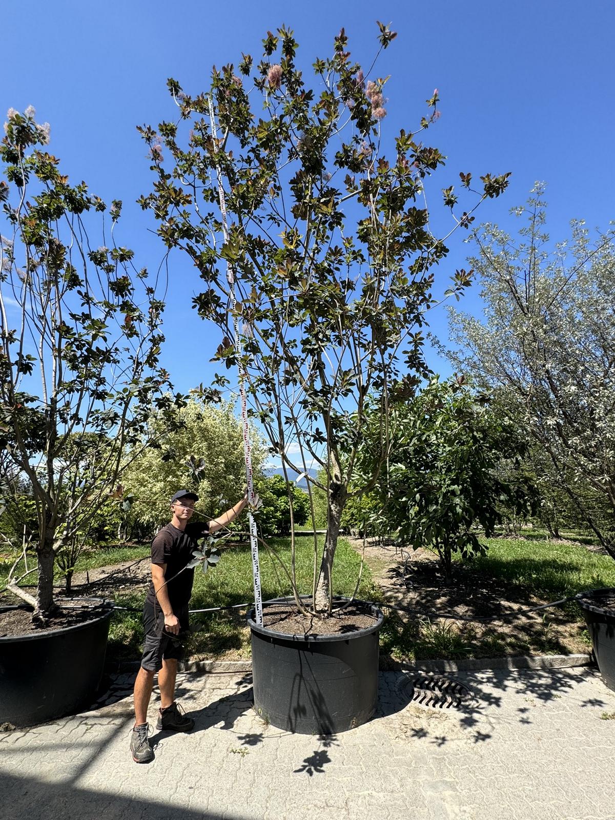 Cotinus 'Grace'