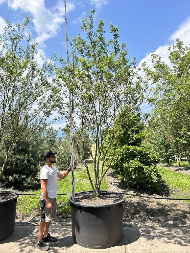 Ligustrum ibota Schirmform