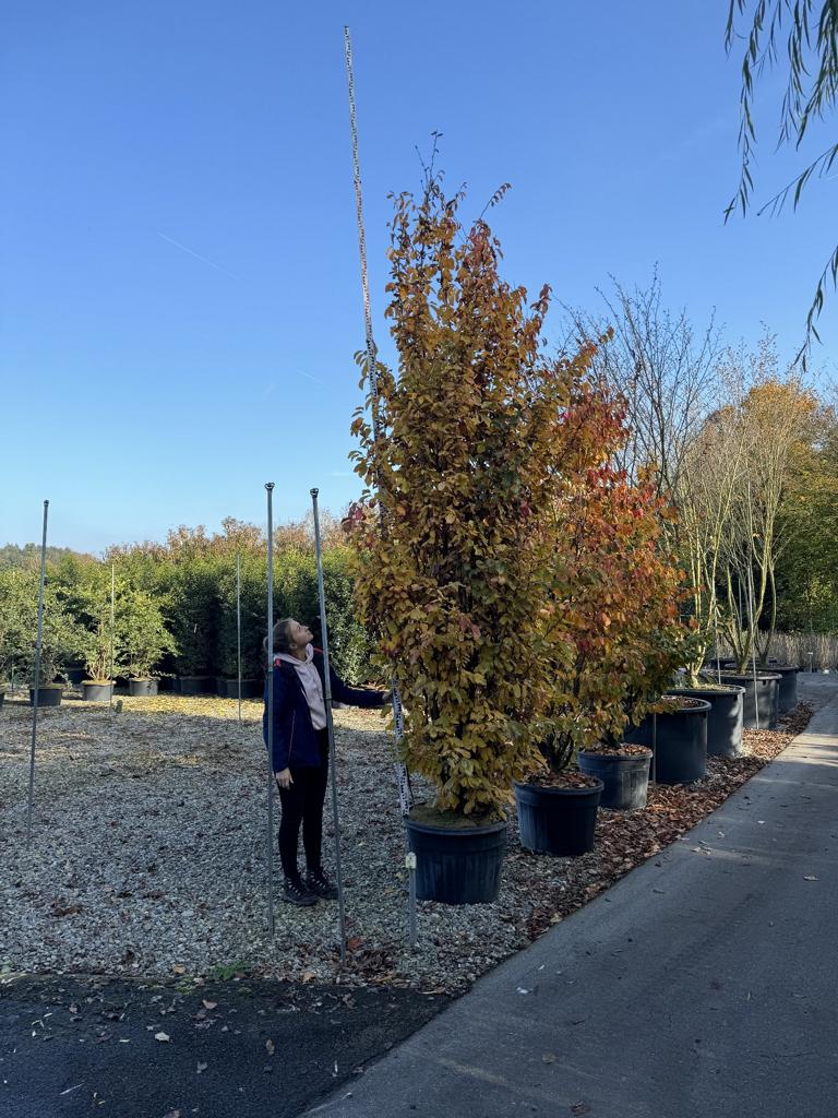 Parrotia persica 'Vanessa'