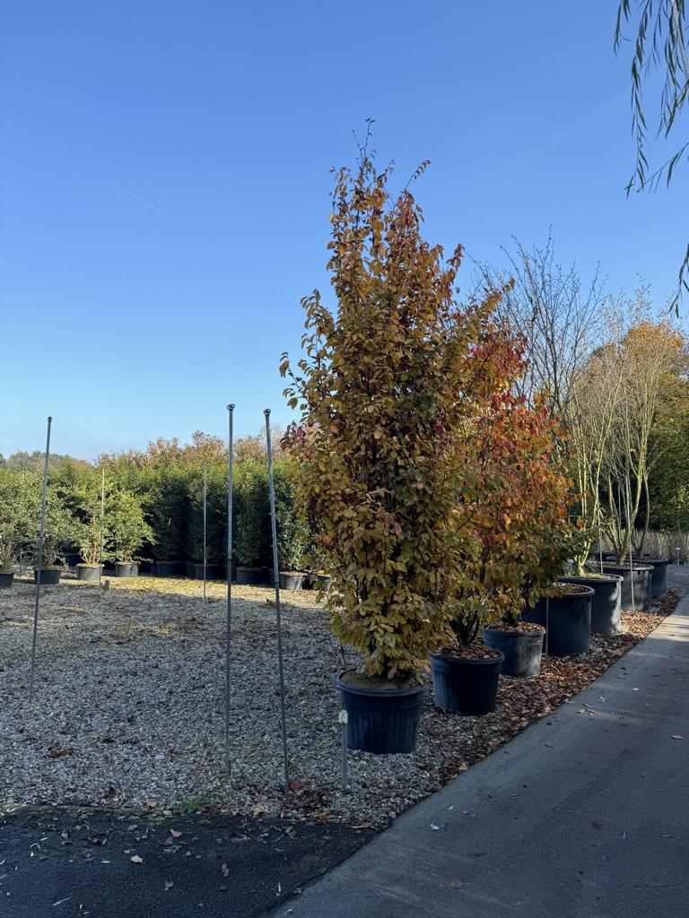 Parrotia persica 'Vanessa'