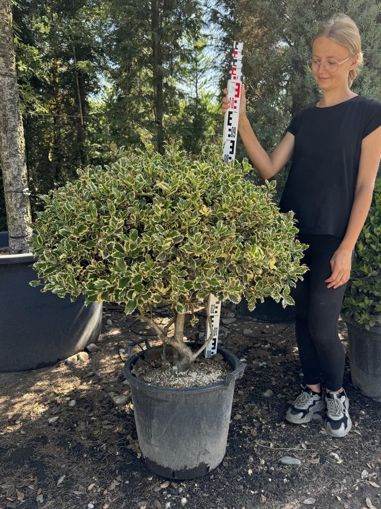 Ilex aquifolium 'Argenteomarginata' Kugel