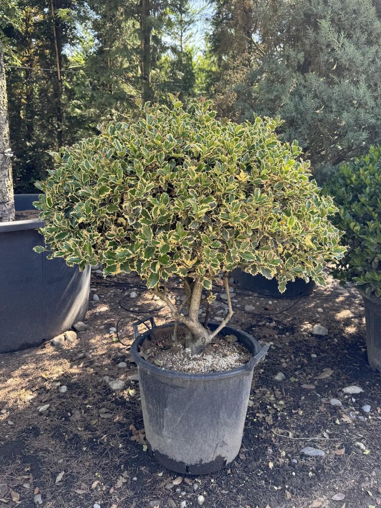 Ilex aquifolium 'Argenteomarginata' Kugel