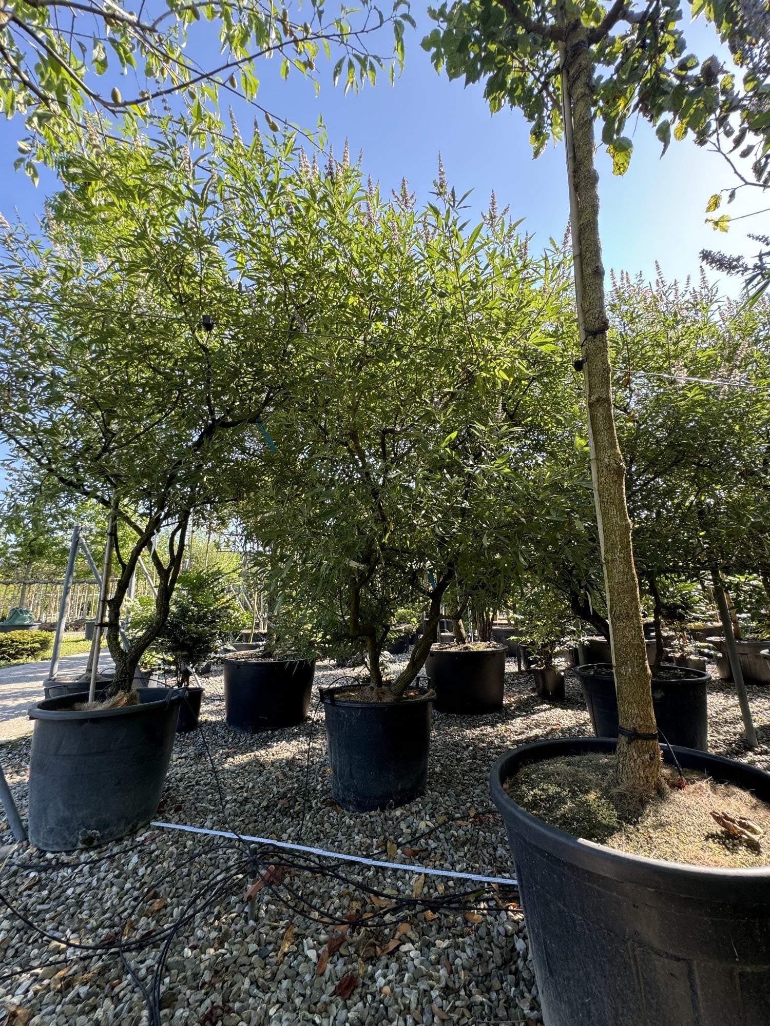 Vitex agnus-castus 'Rosea'