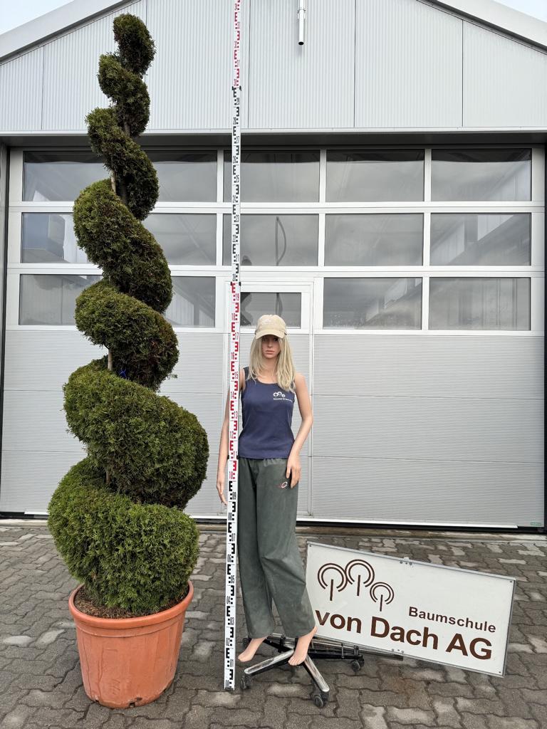 Thuja occidentalis 'Smaragd' Spirale