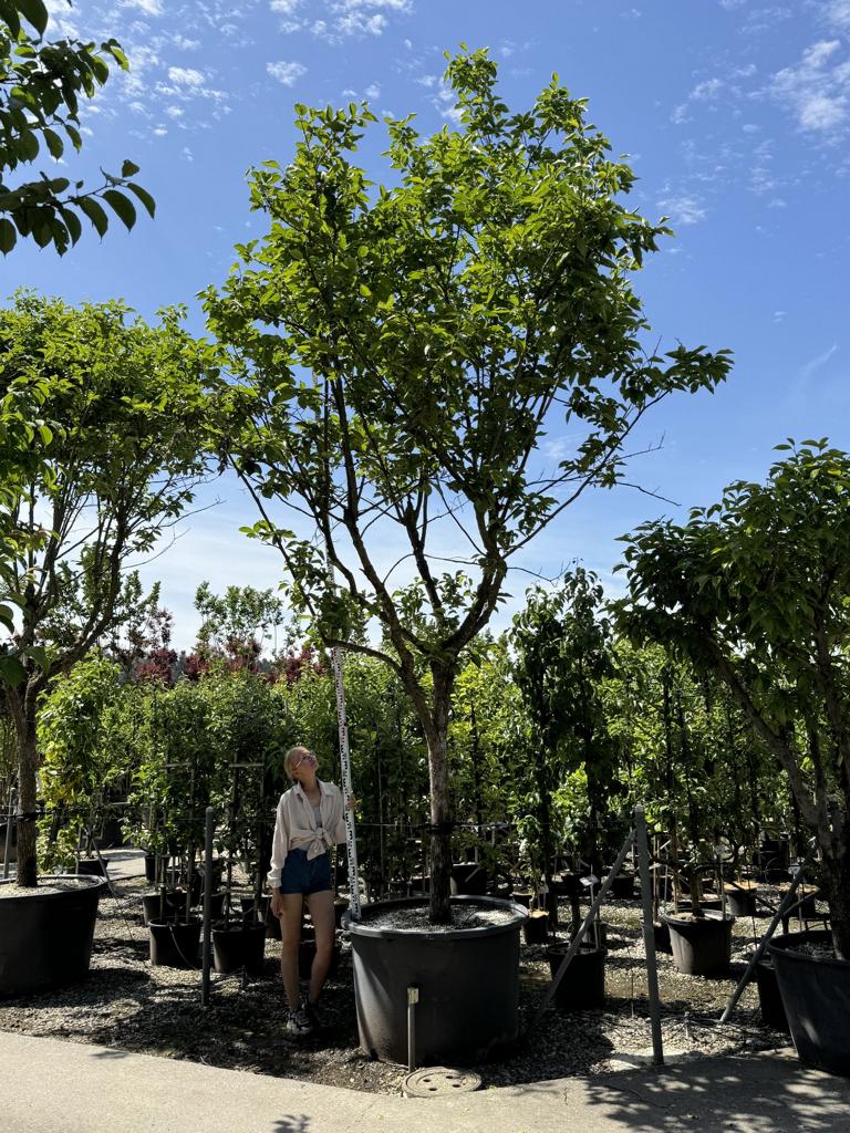 Diospyros kaki