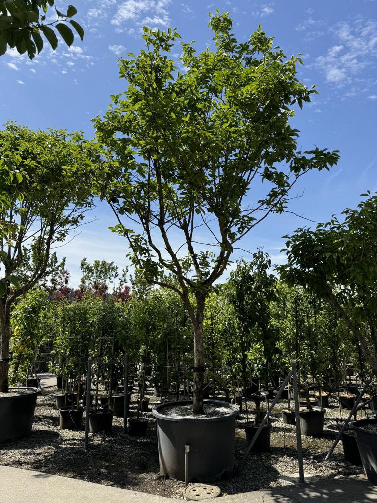 Diospyros kaki