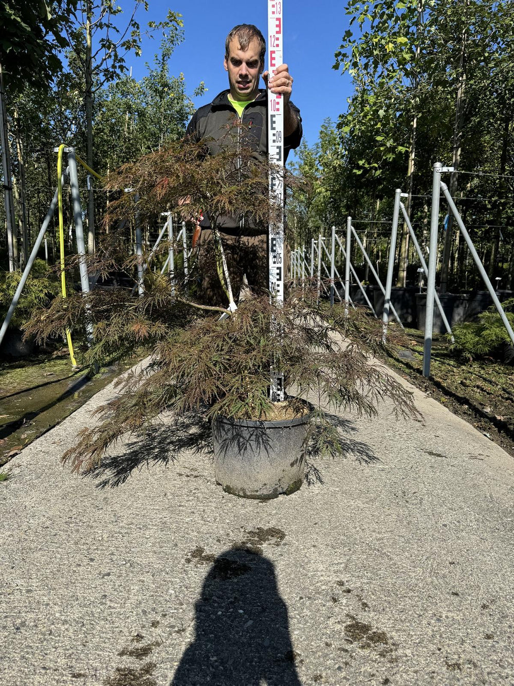 Acer palmatum 'Garnet'