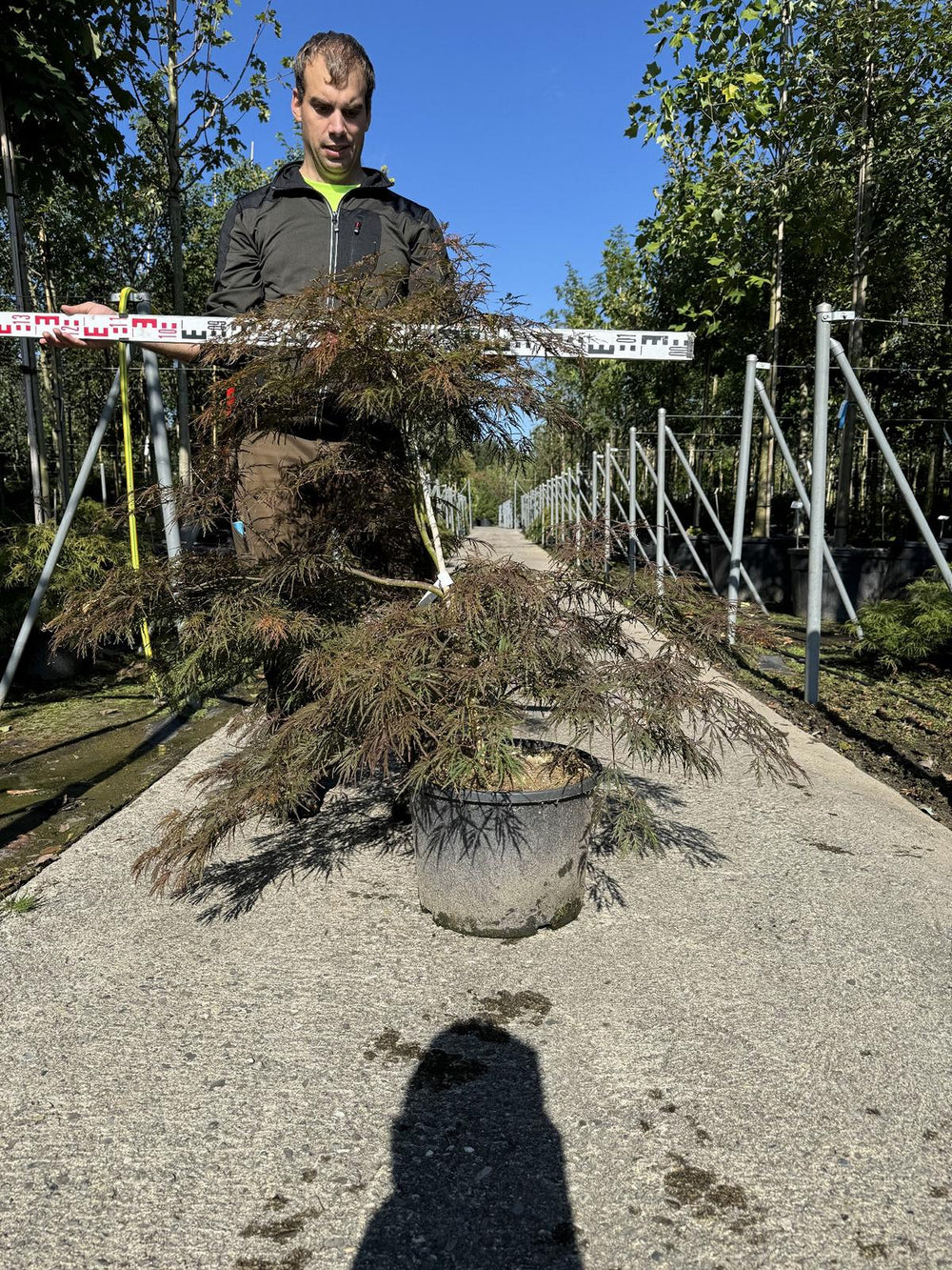 Acer palmatum 'Garnet'