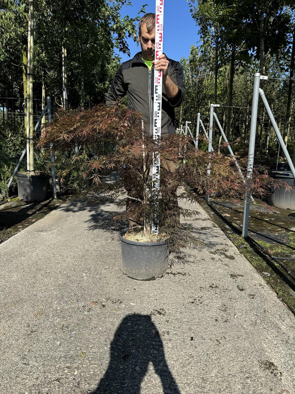 Acer palmatum 'Garnet'