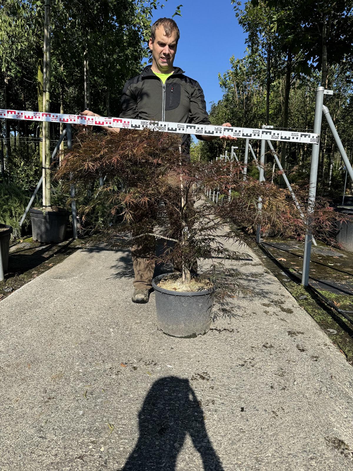 Acer palmatum 'Garnet'