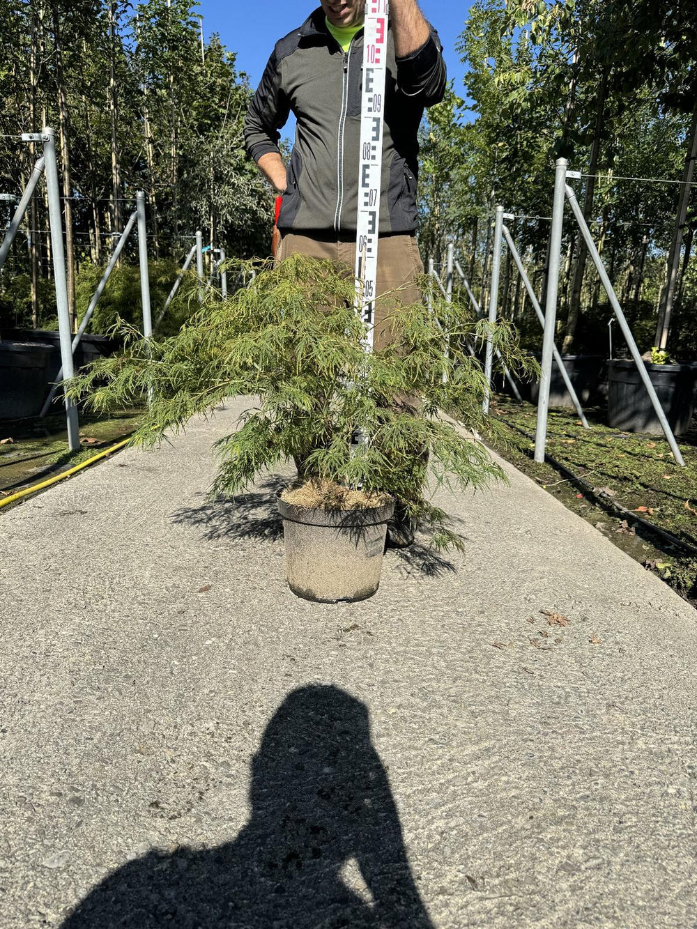 Acer palmatum 'Dissectum'