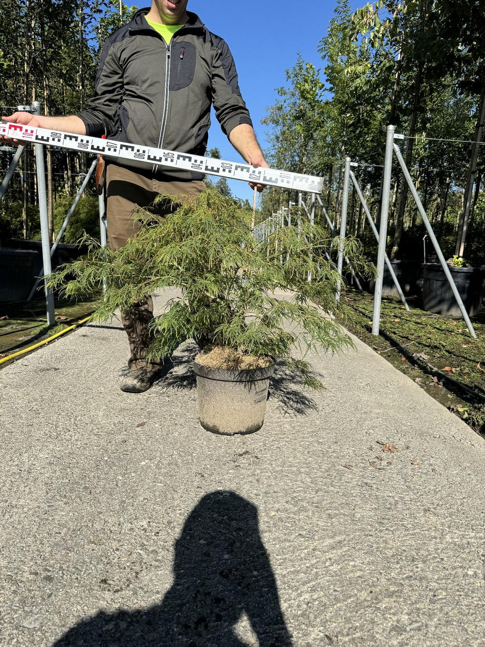 Acer palmatum 'Dissectum'