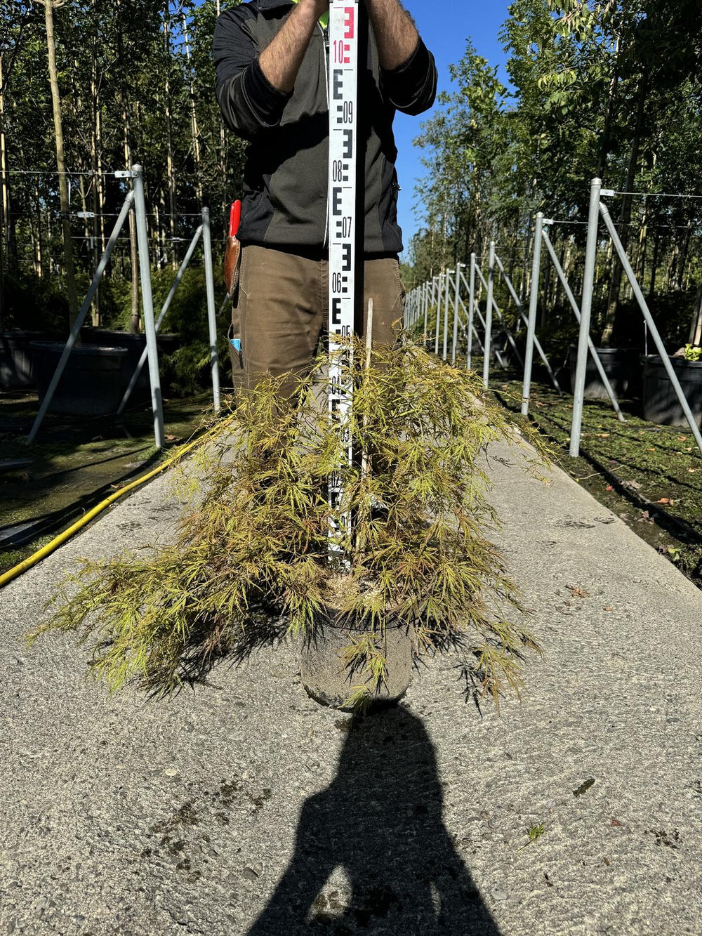 Acer palmatum 'Ornatum'