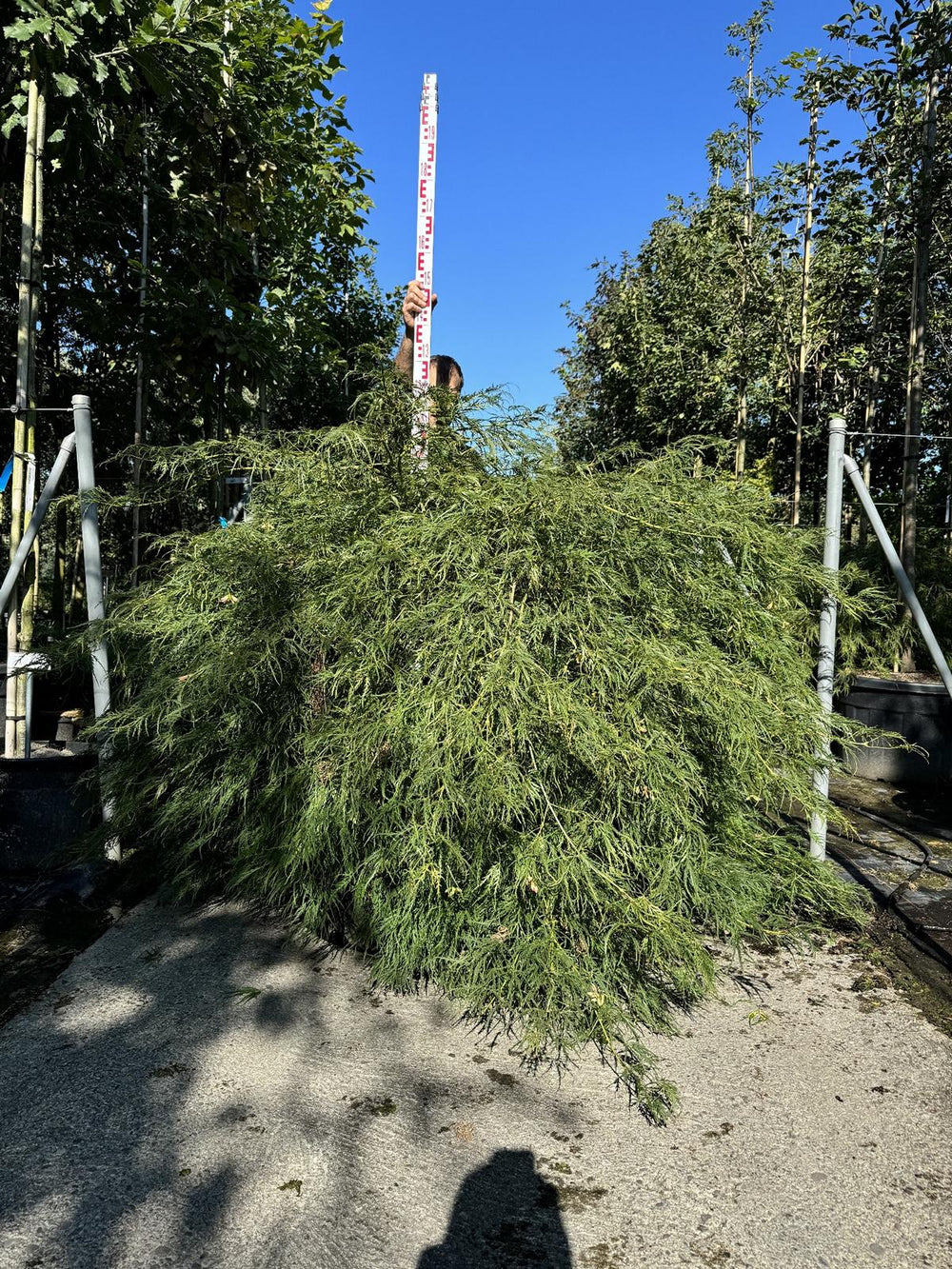 Acer palmatum 'Dissectum'