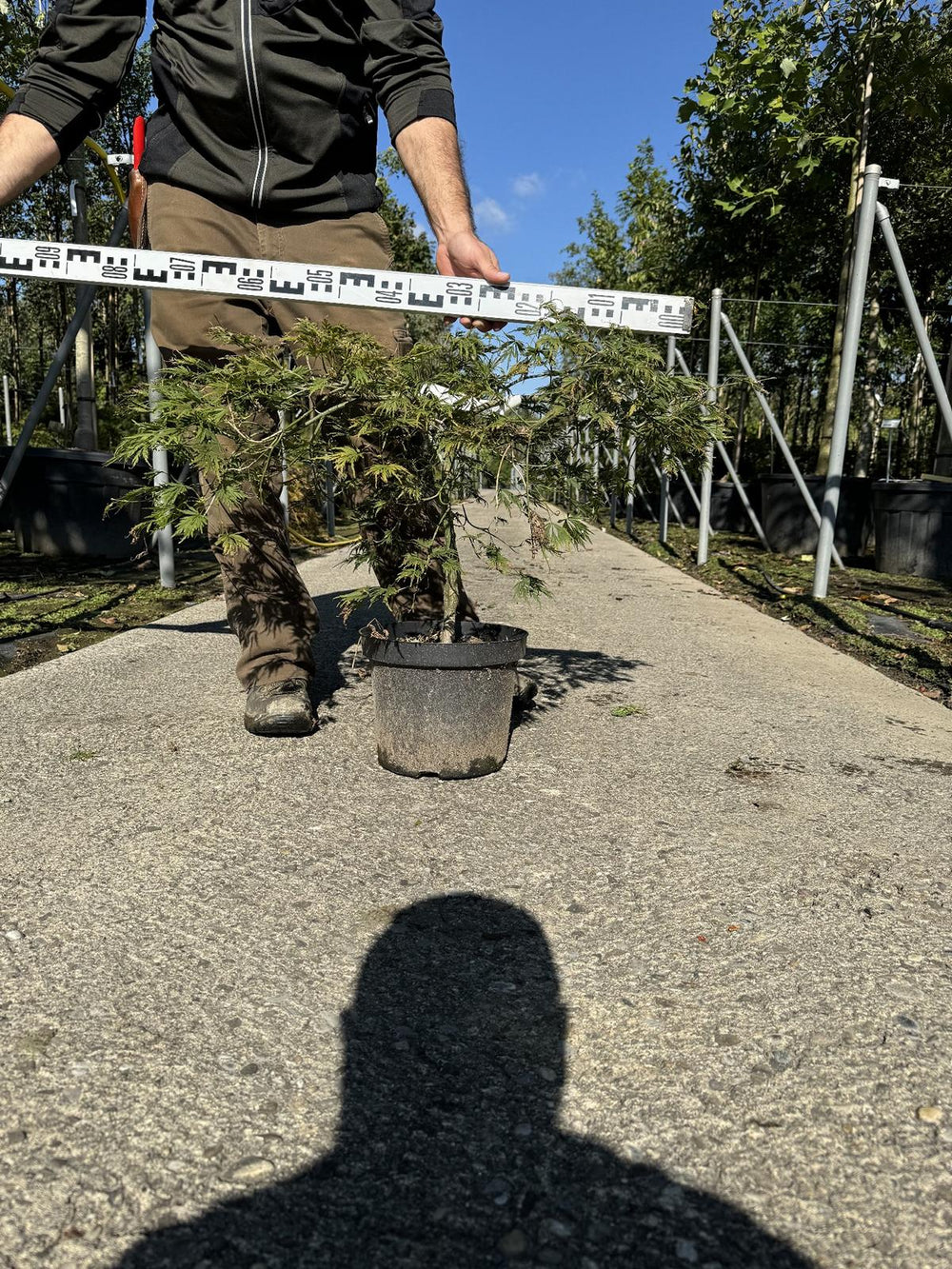 Acer palmatum 'Dissectum'