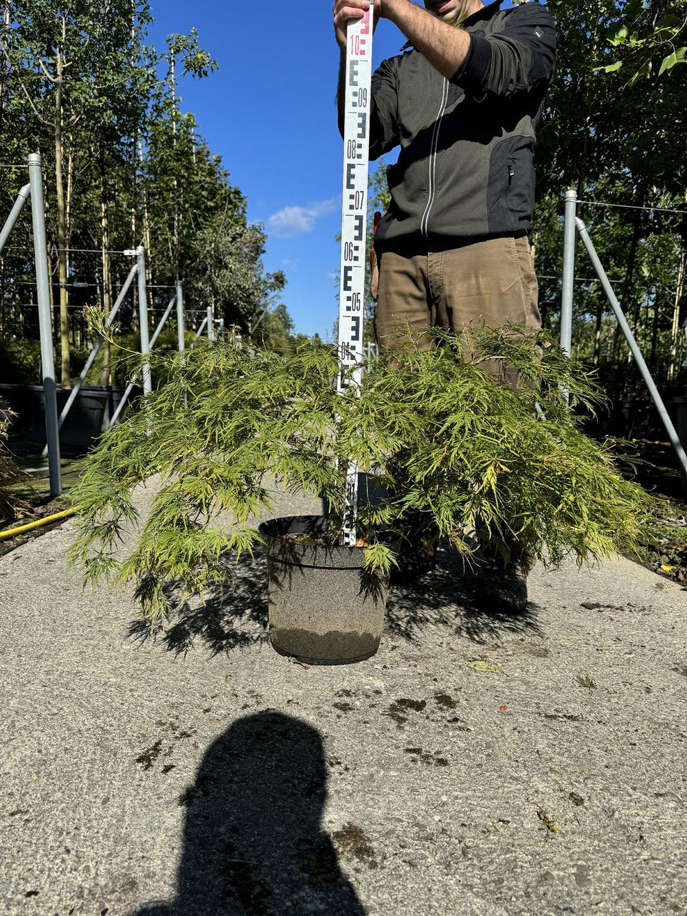 Acer palmatum 'Dissectum'