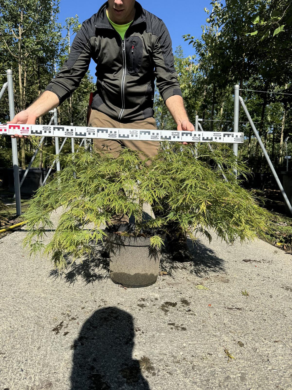 Acer palmatum 'Dissectum'