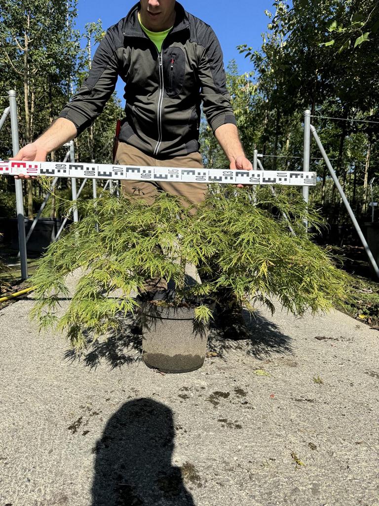 Acer palmatum 'Dissectum'