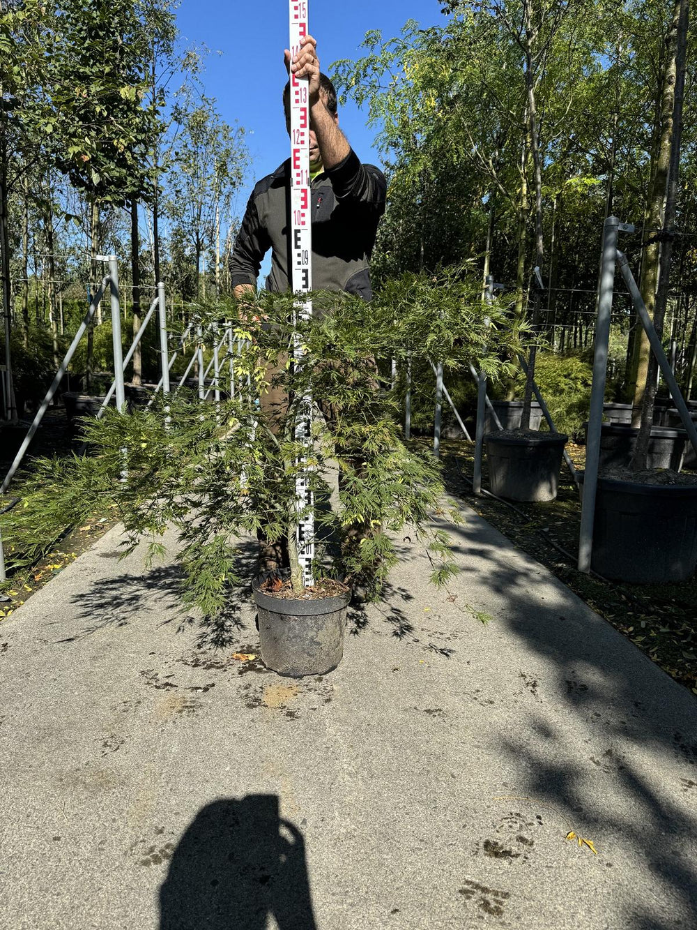 Acer palmatum 'Dissectum'