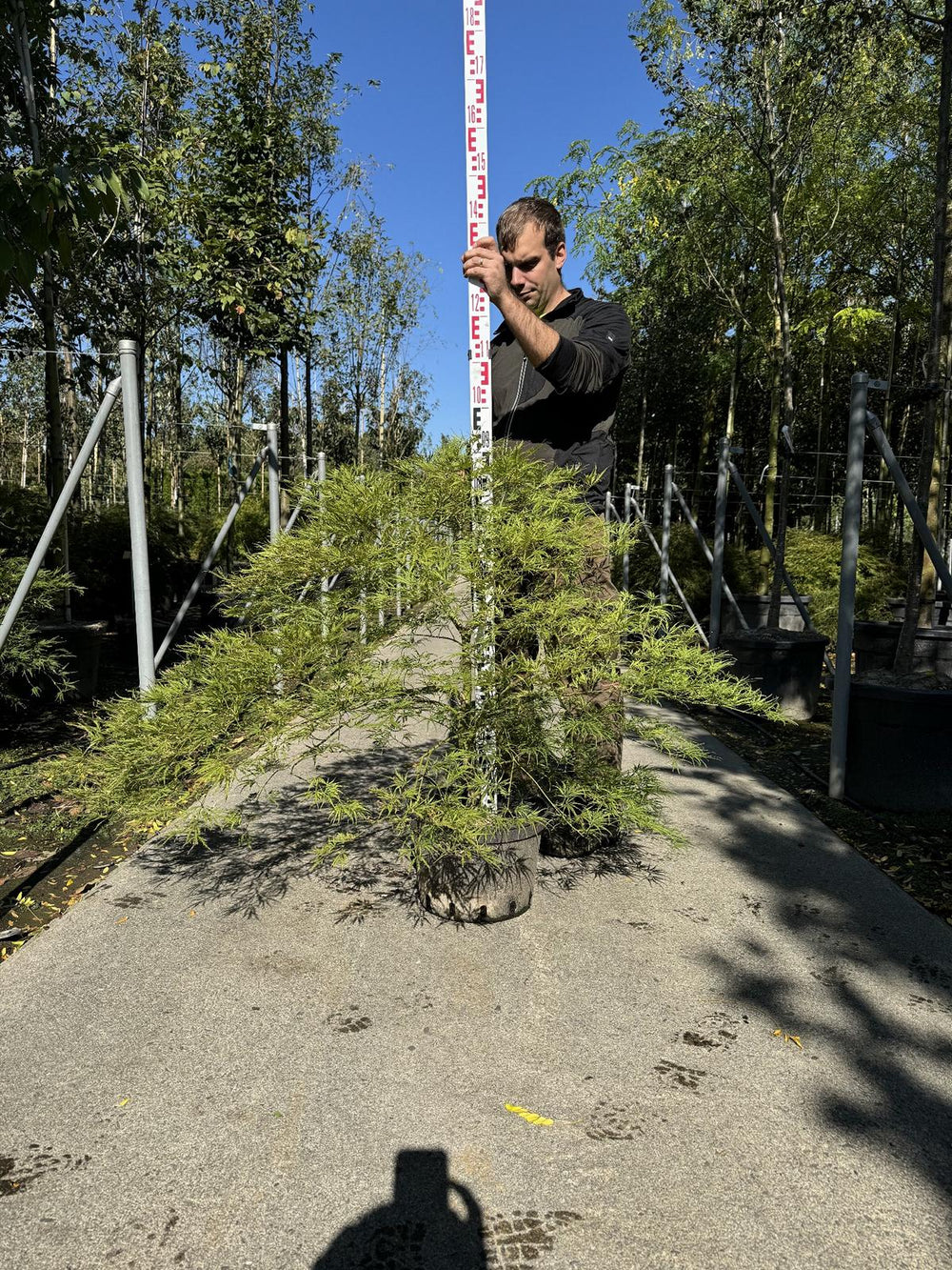 Acer palmatum 'Dissectum'