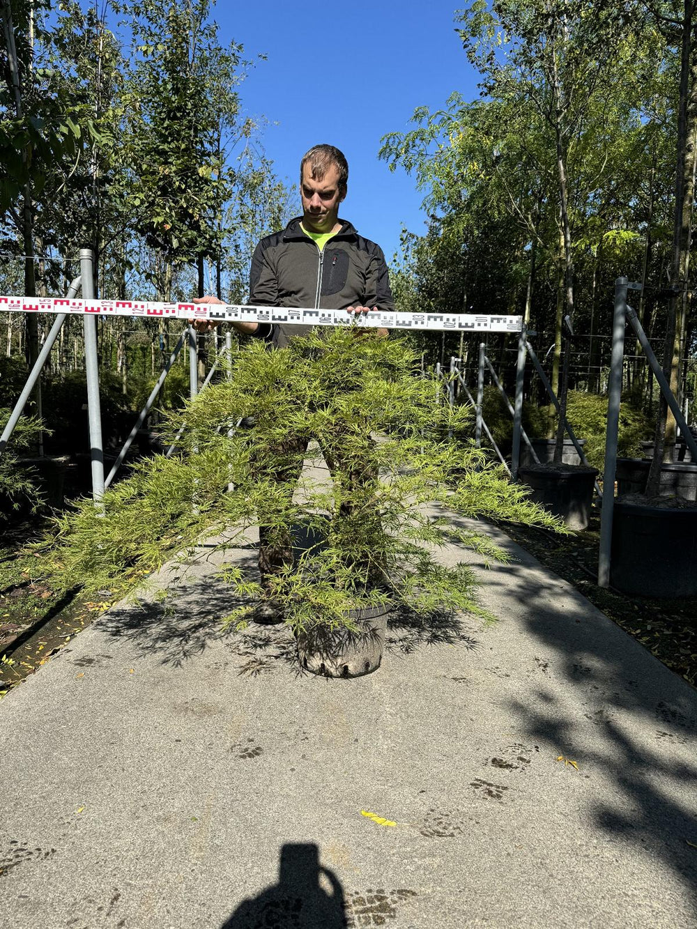 Acer palmatum 'Dissectum'