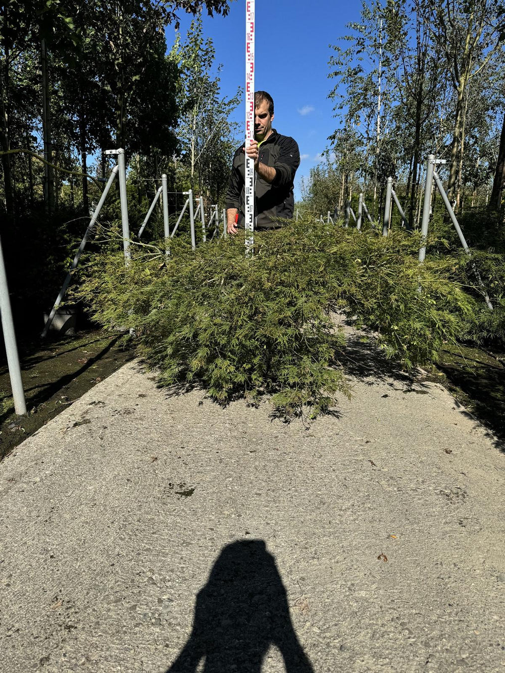 Acer palmatum 'Dissectum'