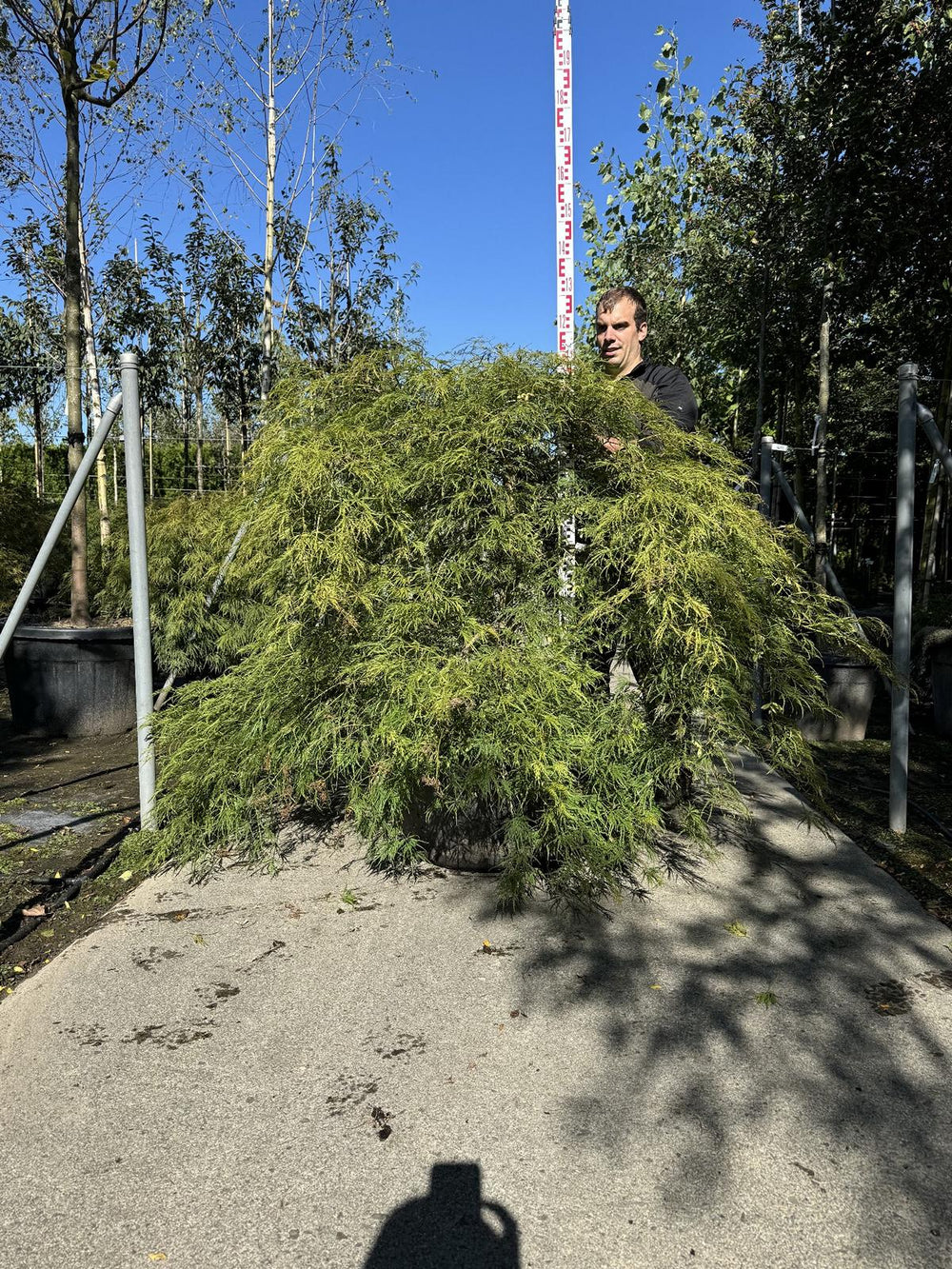 Acer palmatum 'Dissectum'