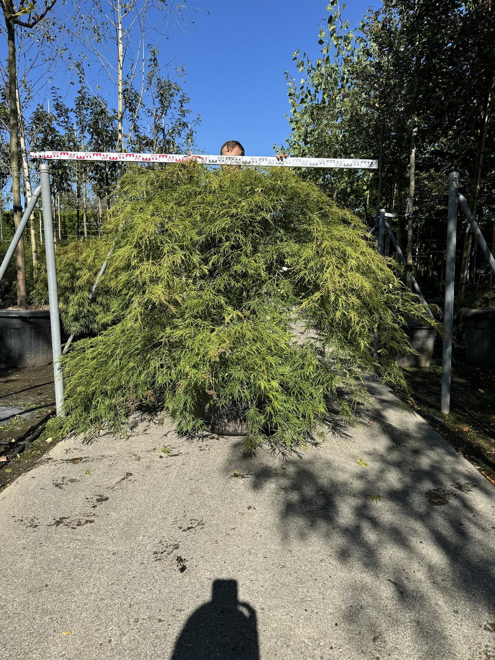 Acer palmatum 'Dissectum'