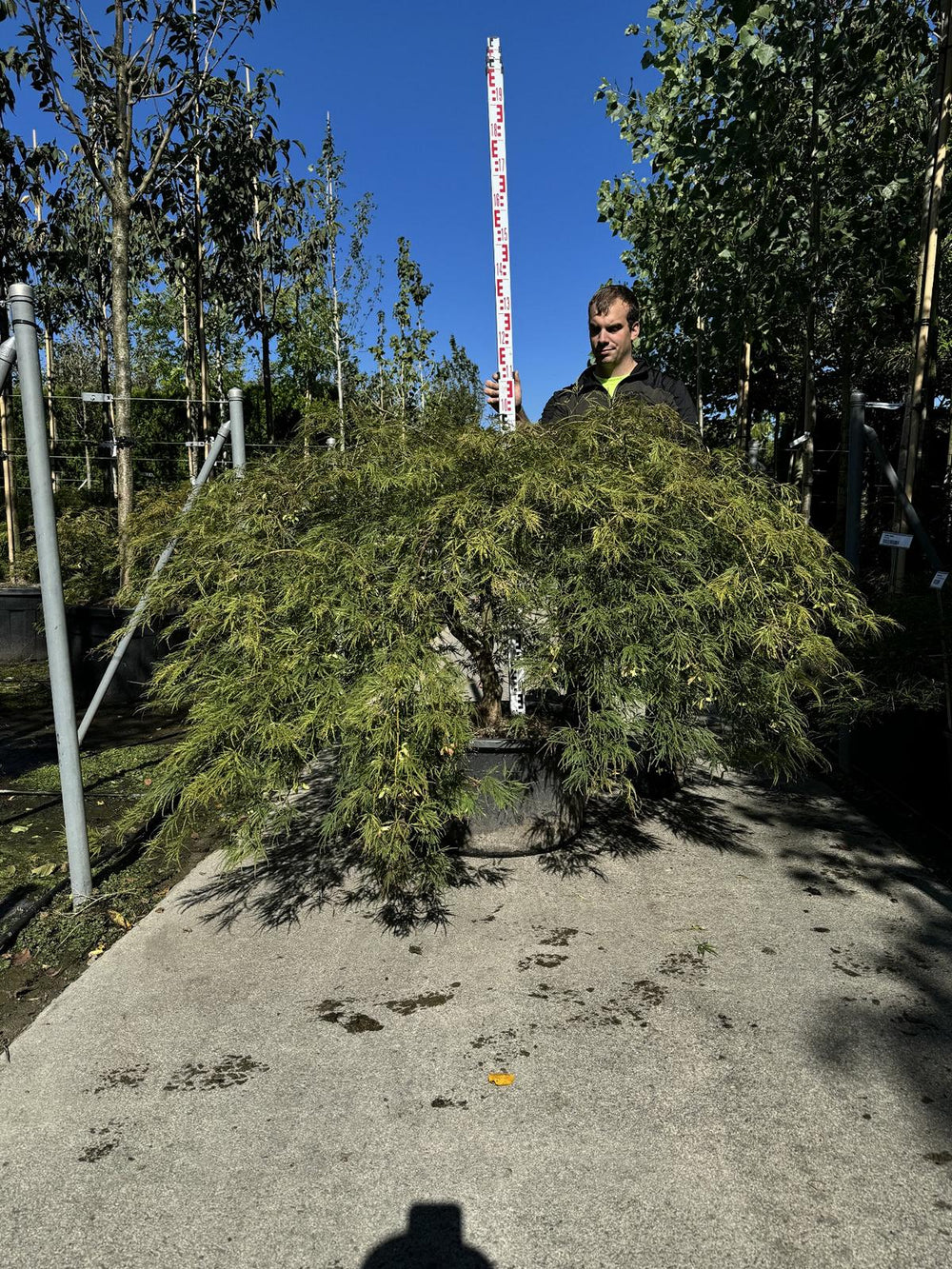 Acer palmatum 'Dissectum'