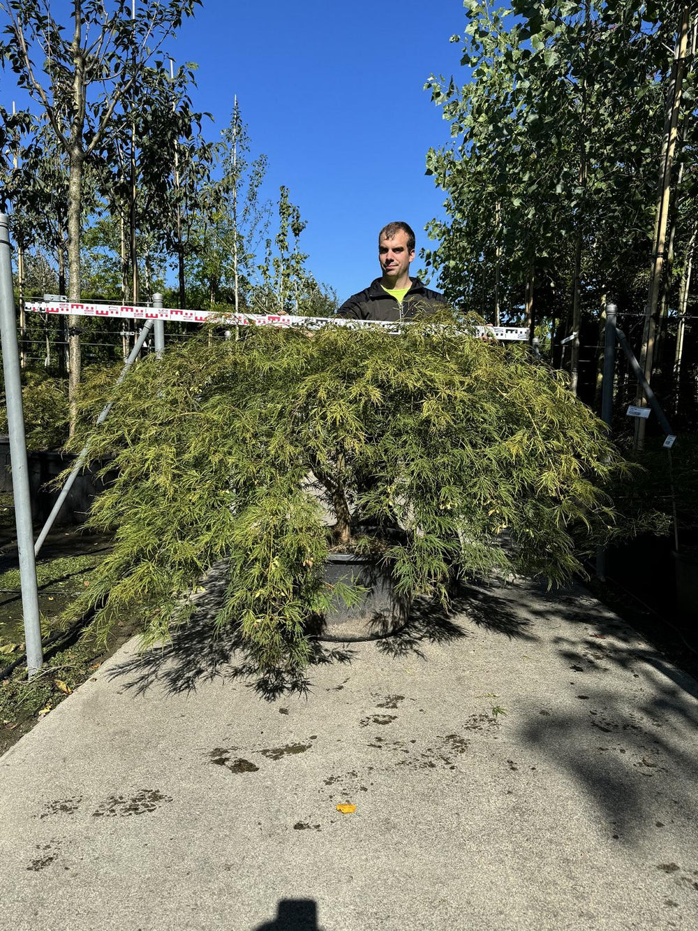 Acer palmatum 'Dissectum'