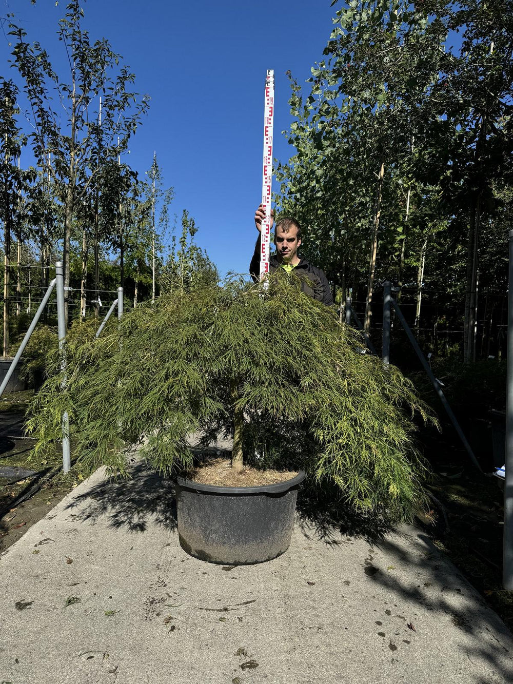 Acer palmatum 'Dissectum'