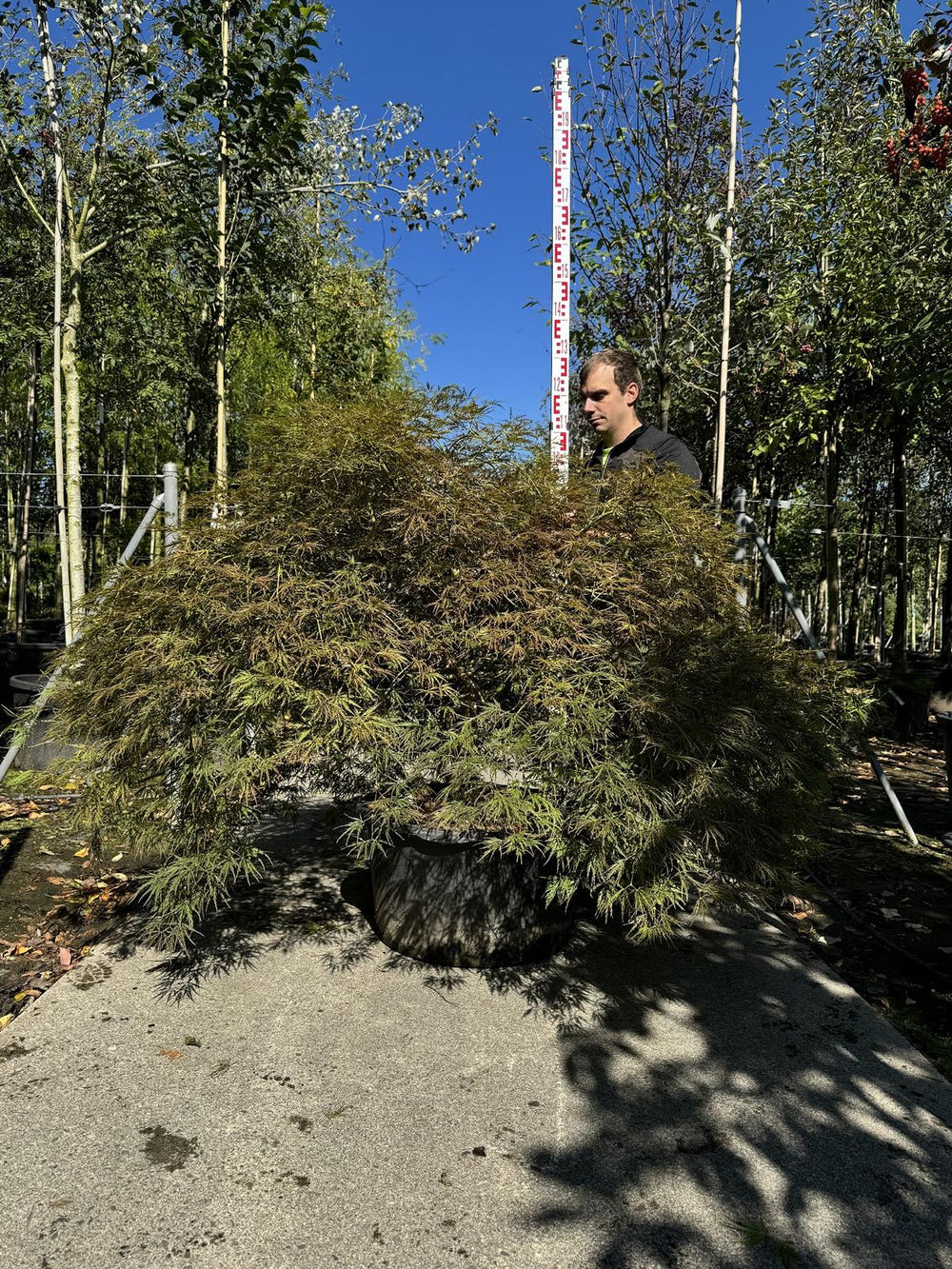 Acer palmatum 'Ornatum'