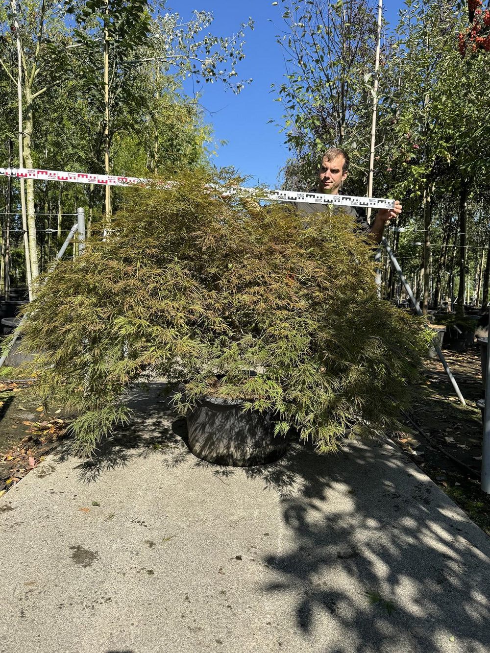 Acer palmatum 'Ornatum'