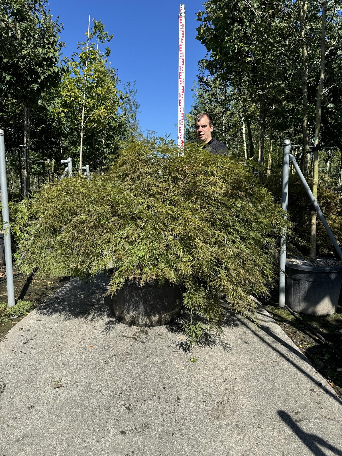 Acer palmatum 'Ornatum'