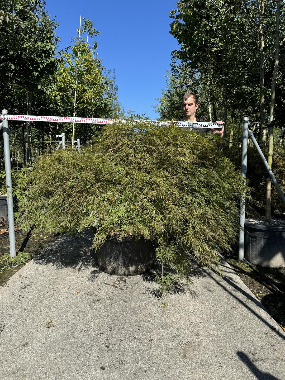 Acer palmatum 'Ornatum'